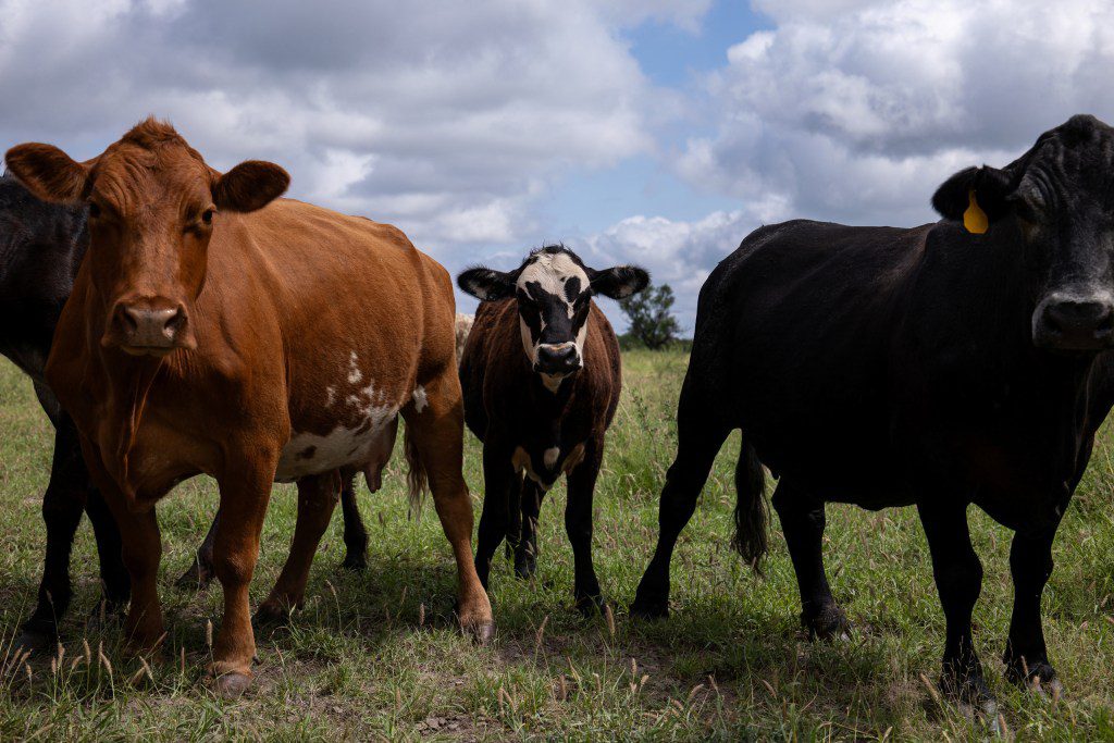 A herd of Texas cattle grazing in a field unaware of political fights over flesh-eating parasites.